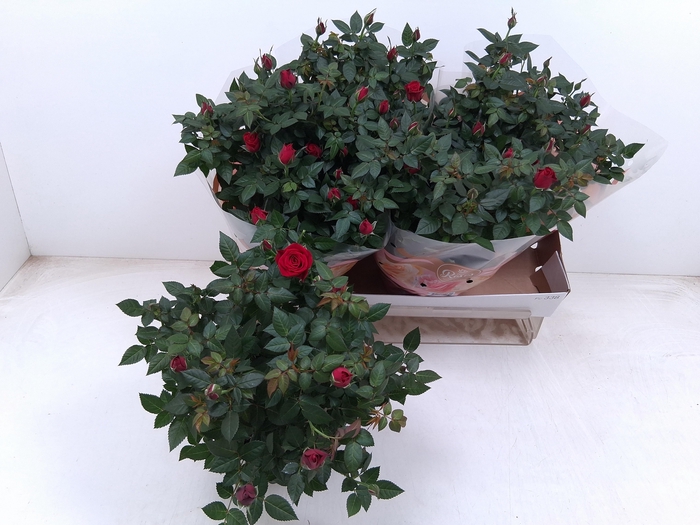 <h4>RO FAV RO RED</h4>