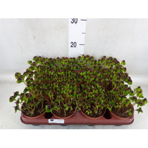 Oxalis deppei