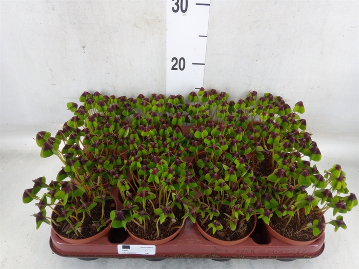 <h4>Oxalis deppei</h4>