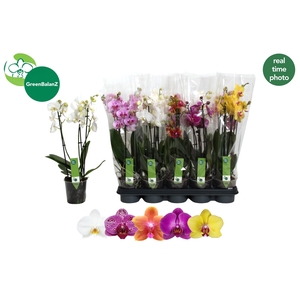 PHAL GEM 5 KL