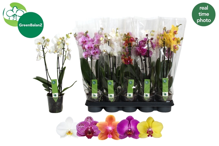 <h4>PHAL GEM 5 KL</h4>