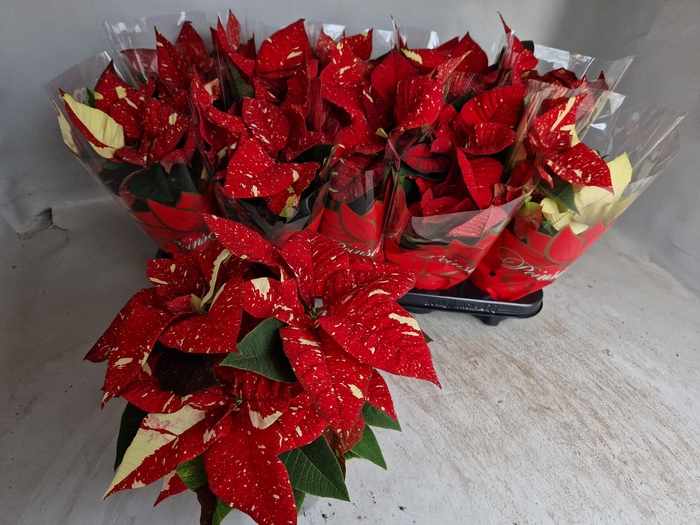 <h4>superba new glitter</h4>