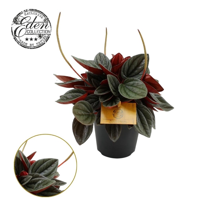 <h4>Peperomia Santorini 12cm</h4>