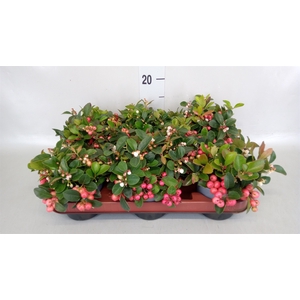 Gaultheria proc.