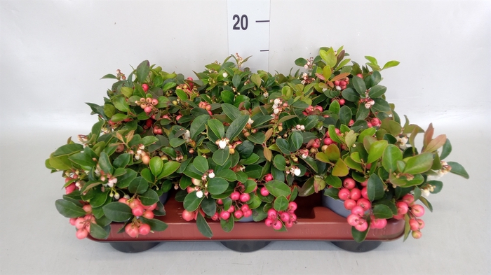 Gaultheria proc.