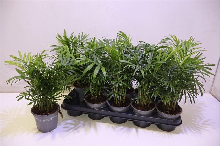 <h4>arr8 Chamaed Elegans</h4>