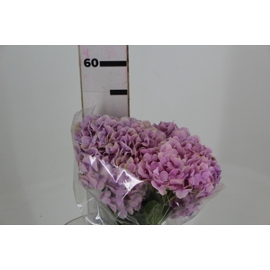HORTENSIA FORCE 050 CM ROSA