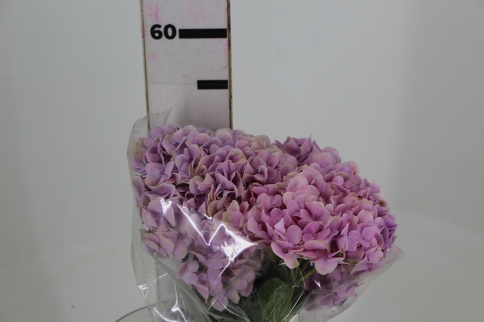 <h4>HORTENSIA FORCE 050 CM ROSA</h4>