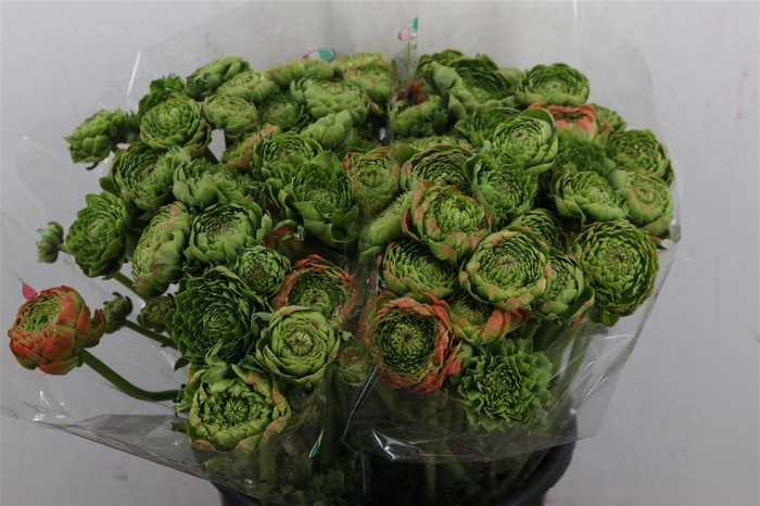 <h4>Ran Ponpon Ex Peter Pan</h4>