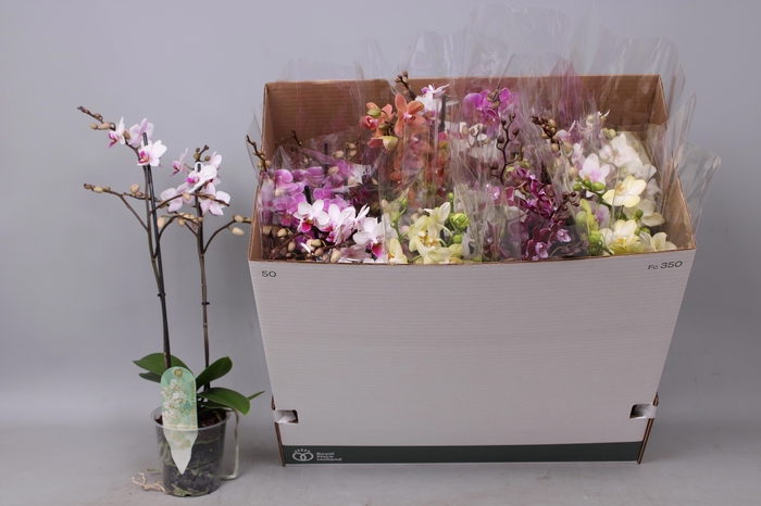 <h4>PHAL MF GEM 5 KL</h4>