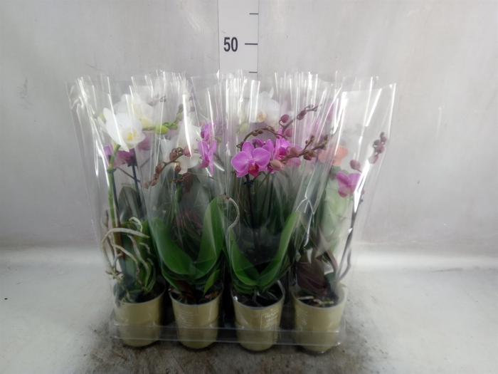 Phalaenopsis   ...mix