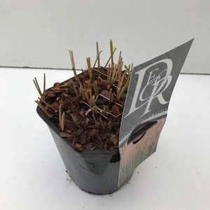 Calamagrostis 'Karl Foester'