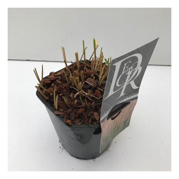 <h4>Calamagrostis 'Karl Foester'</h4>