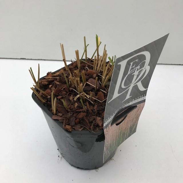 Calamagrostis 'Karl Foester'