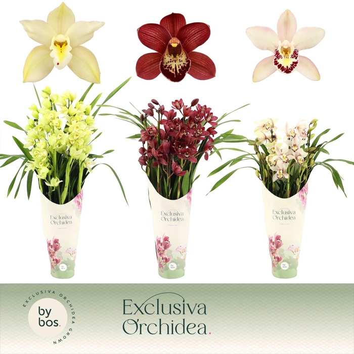 <h4>Cymbidium, Mix 5-spike P14 'Exclusiva Orchidea' Potcover</h4>