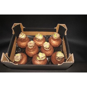 Amaryllis Topline Koper