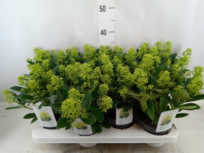 <h4>Skimmia jap. 'Finchy'</h4>