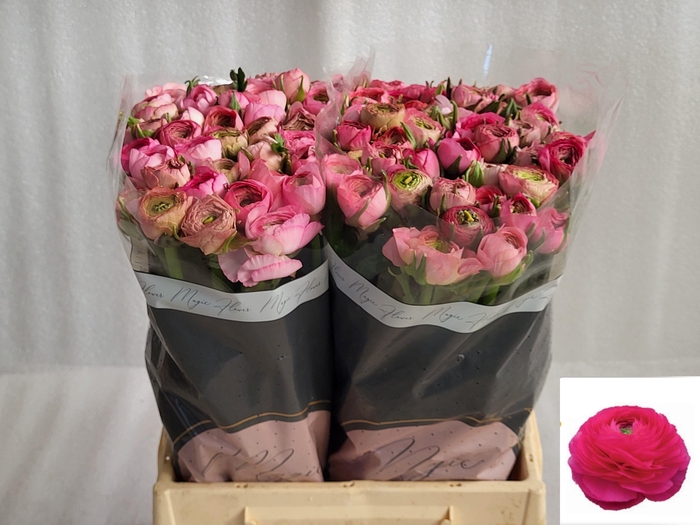 <h4>RAN AM ROSE</h4>