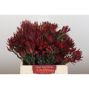 Leucadendron Blush Spray