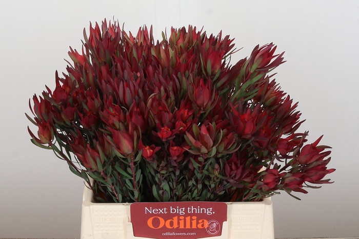 <h4>Leucadendron Blush Spray</h4>