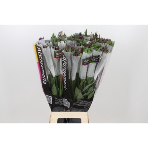 Alstroemeria Cleo