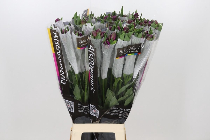 <h4>Alstroemeria Cleo</h4>