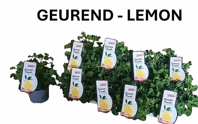 <h4>PEL GEM WELRIEKEND</h4>