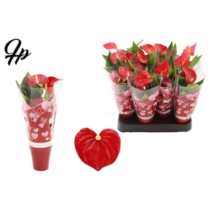 Anthurium 6 cm Micra in Couture hearts sleeve