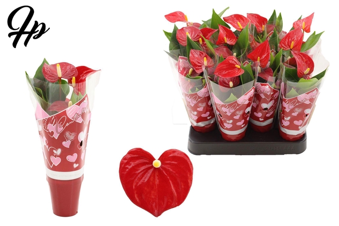 <h4>Anthurium 6 cm Micra in Couture hearts sleeve</h4>