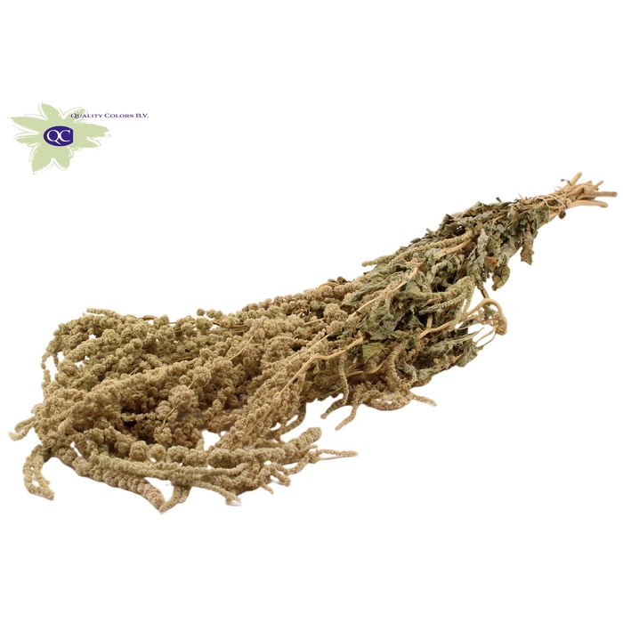 <h4>Hang Amaranthus ±60cm p/bunch Natural</h4>