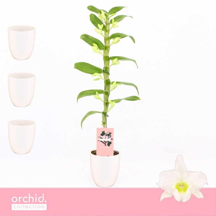 <h4>Dendrobium Nobilé, Apollon 1-spike in Lotte White 'Orchid Collection'</h4>