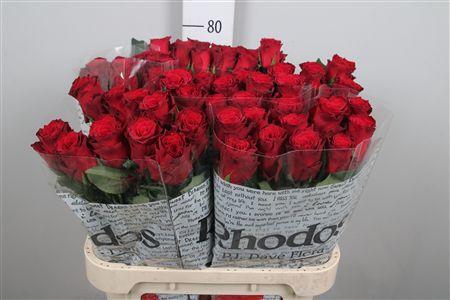 <h4>R Gr Rhodos</h4>