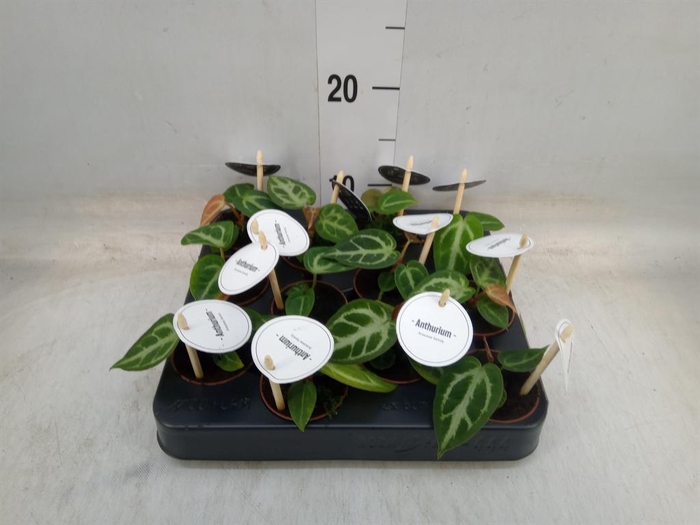 <h4>Anthurium   ...</h4>