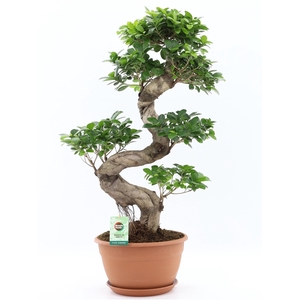 Ficus microcarpa Ginseng S-type