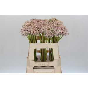 Allium Silverspring