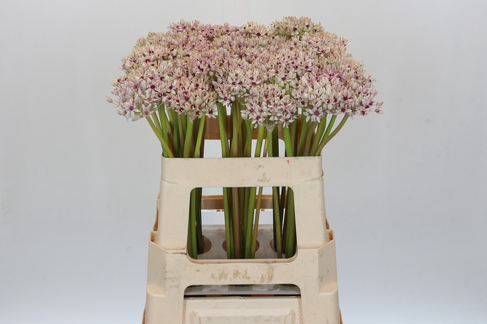 <h4>Allium Silverspring</h4>