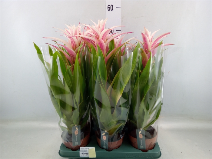 <h4>Guzmania  'Linea Pink'</h4>