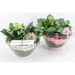 arr2 PL - Glas schaaltje x3 - roze/wit