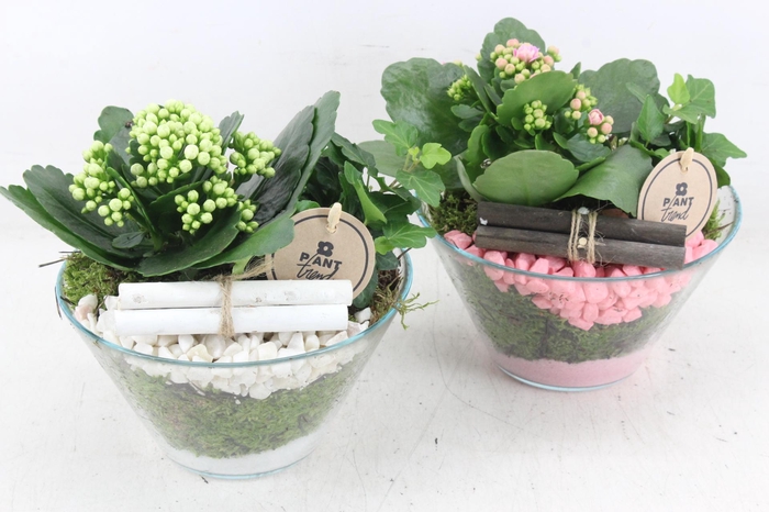 <h4>arr2 PL - Glas schaaltje x3 - roze/wit</h4>