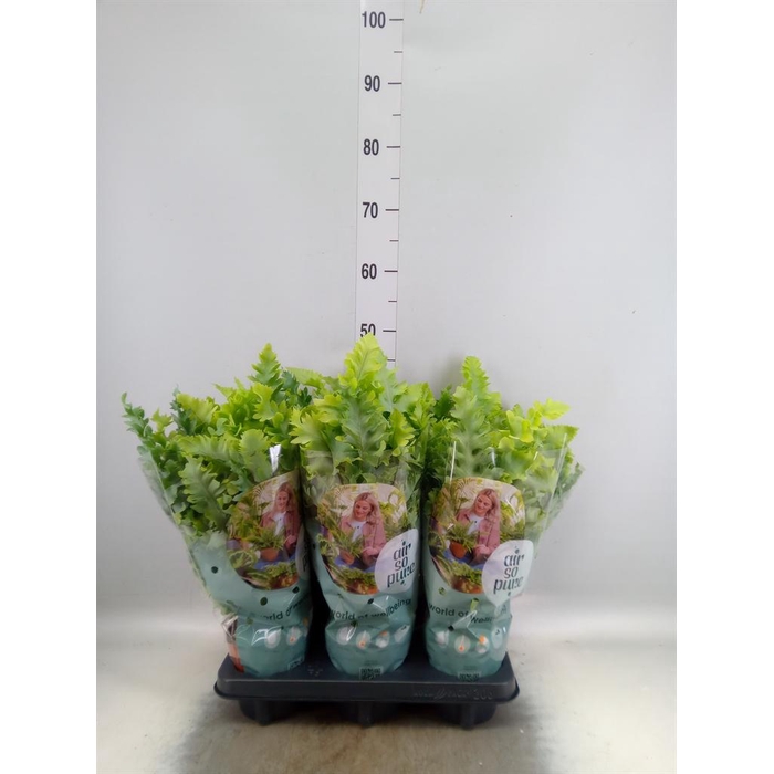 <h4>Phlebodium aureum 'Davana'</h4>