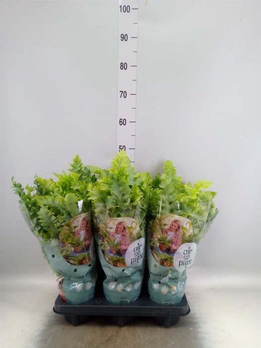 Phlebodium aureum 'Davana'