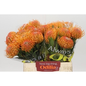 Nutans Ayoba Peach
