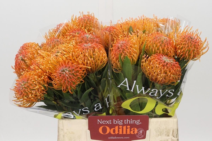 <h4>Nutans Ayoba Peach</h4>