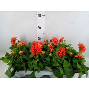 Dahlia  'Dahlietta Rachel'