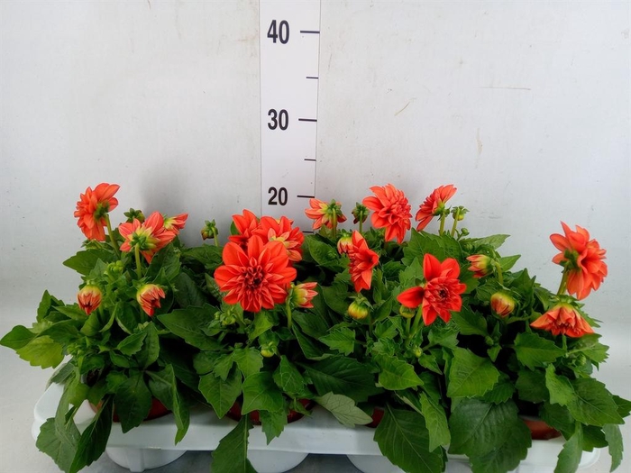 <h4>Dahlia  'Dahlietta Rachel'</h4>