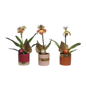 Dolomite p12 Horizon nude mix Paphiopedilum USA Hybride 1bl