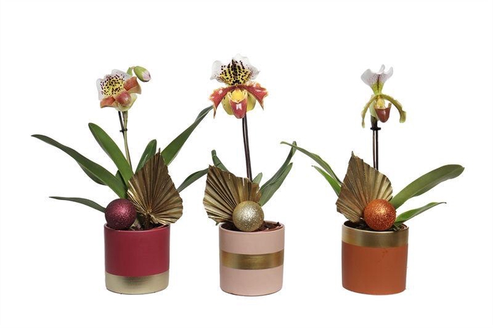 <h4>Dolomite p12 Horizon nude mix Paphiopedilum USA Hybride 1bl</h4>