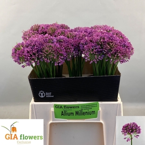 ALLIUM OV
