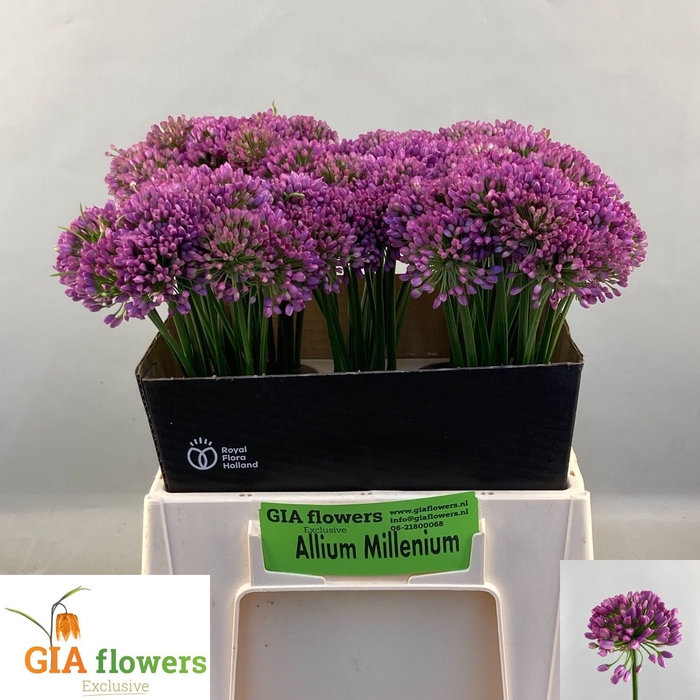 <h4>ALLIUM OV</h4>