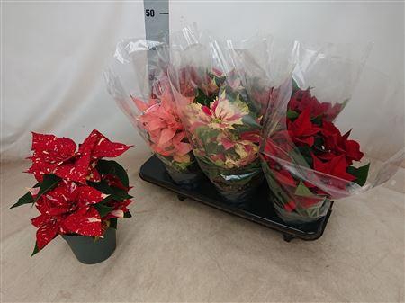 <h4>Euphor Pulcherrim Ov 4+</h4>